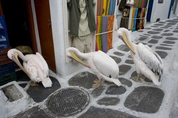Greece, Mykonos, Hora Three pelicans grooming